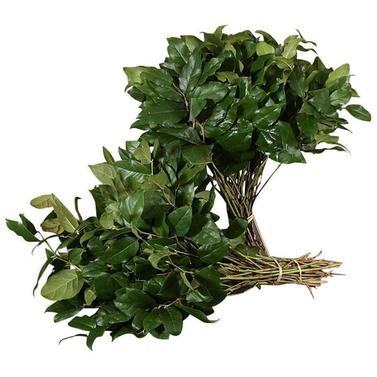 Salal Extra