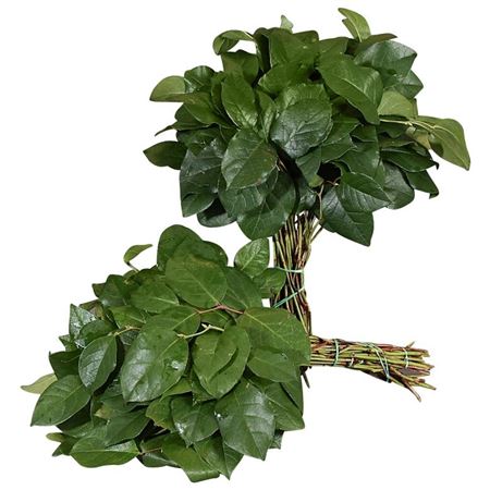 Salal Tips