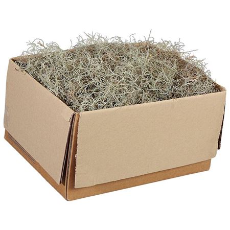 Moss Spanish Fine