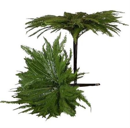 Umbrella Fern