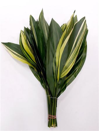 Aspidistra Varigated