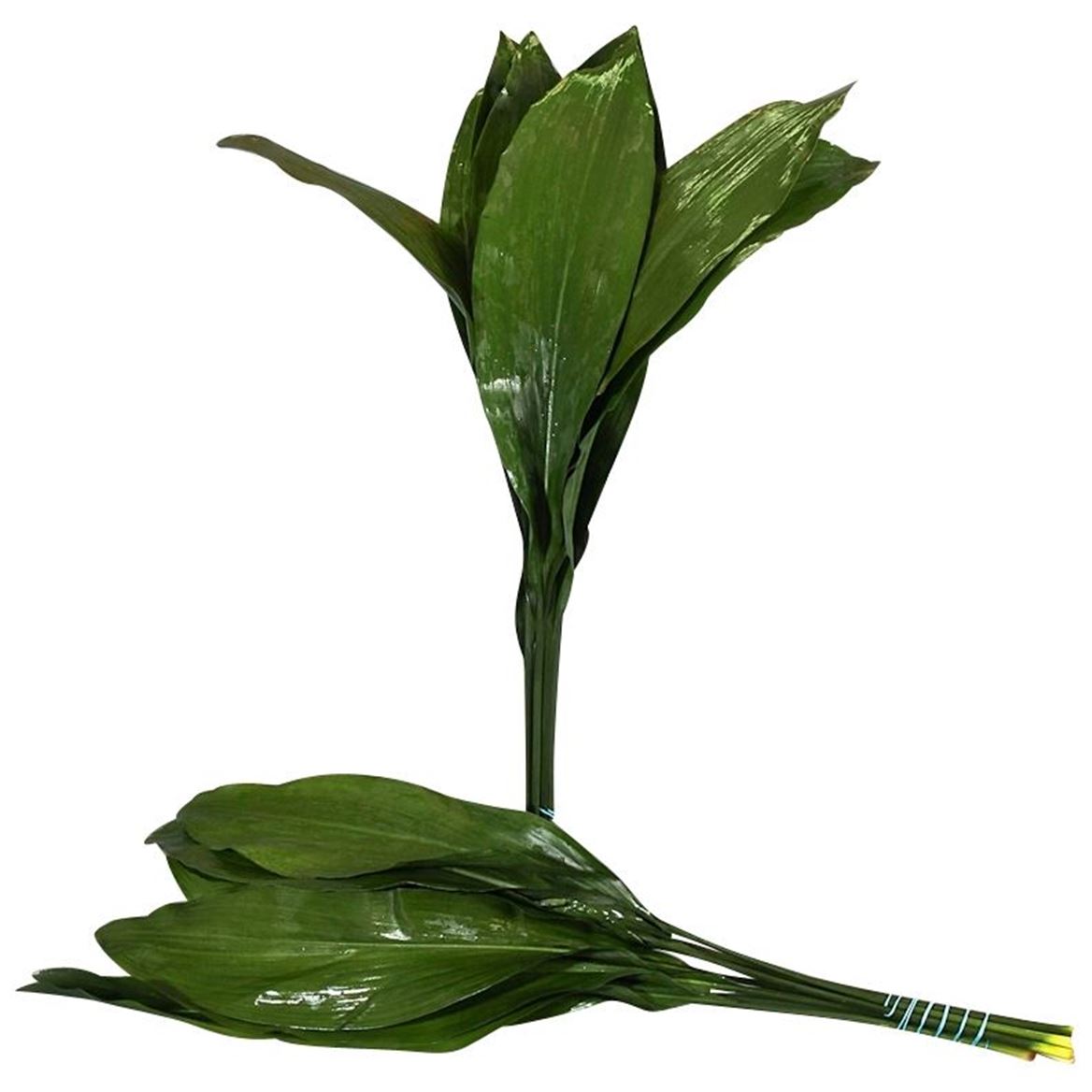 Aspidistra Bunch
