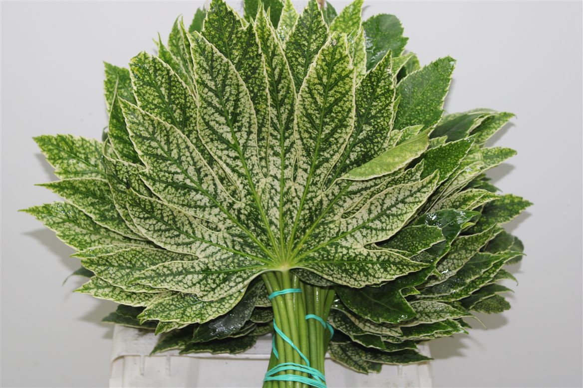 Aralia Varigated
