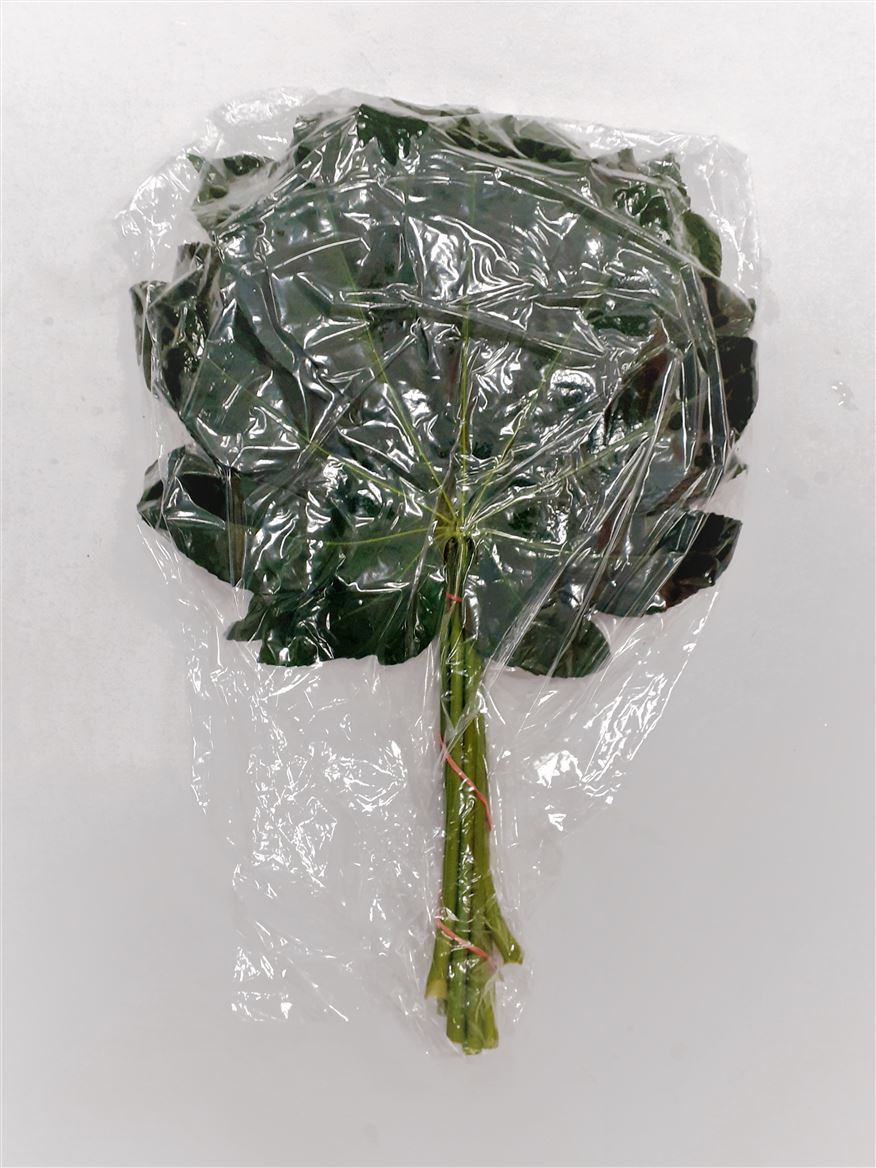 Aralia Medium Vacum