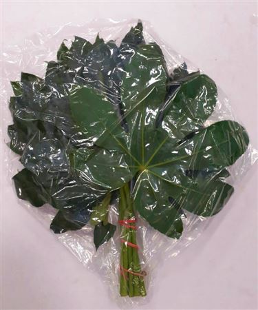 Aralia Small Vacum