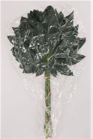 Aralia Super Vacuum