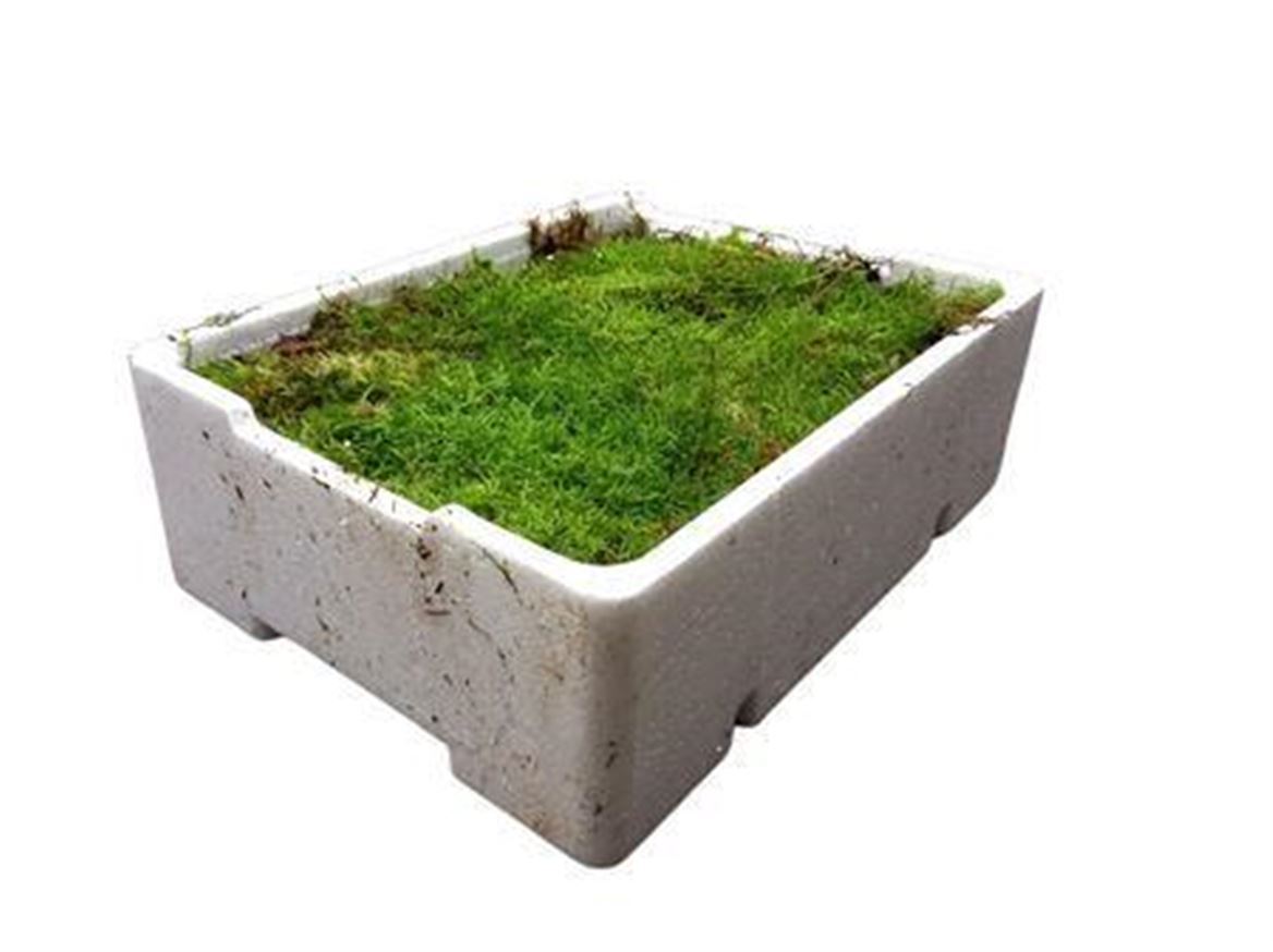 Moss Flat