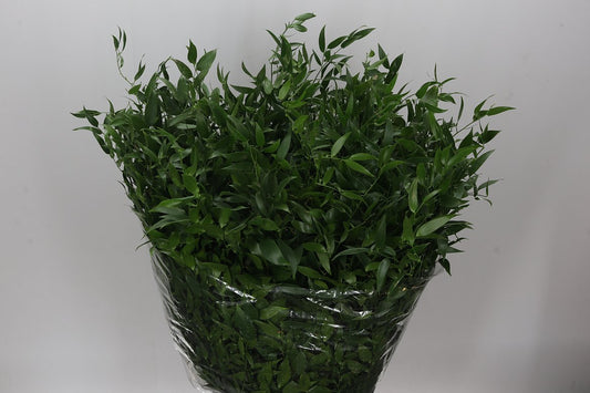 Ruscus Soft Medium