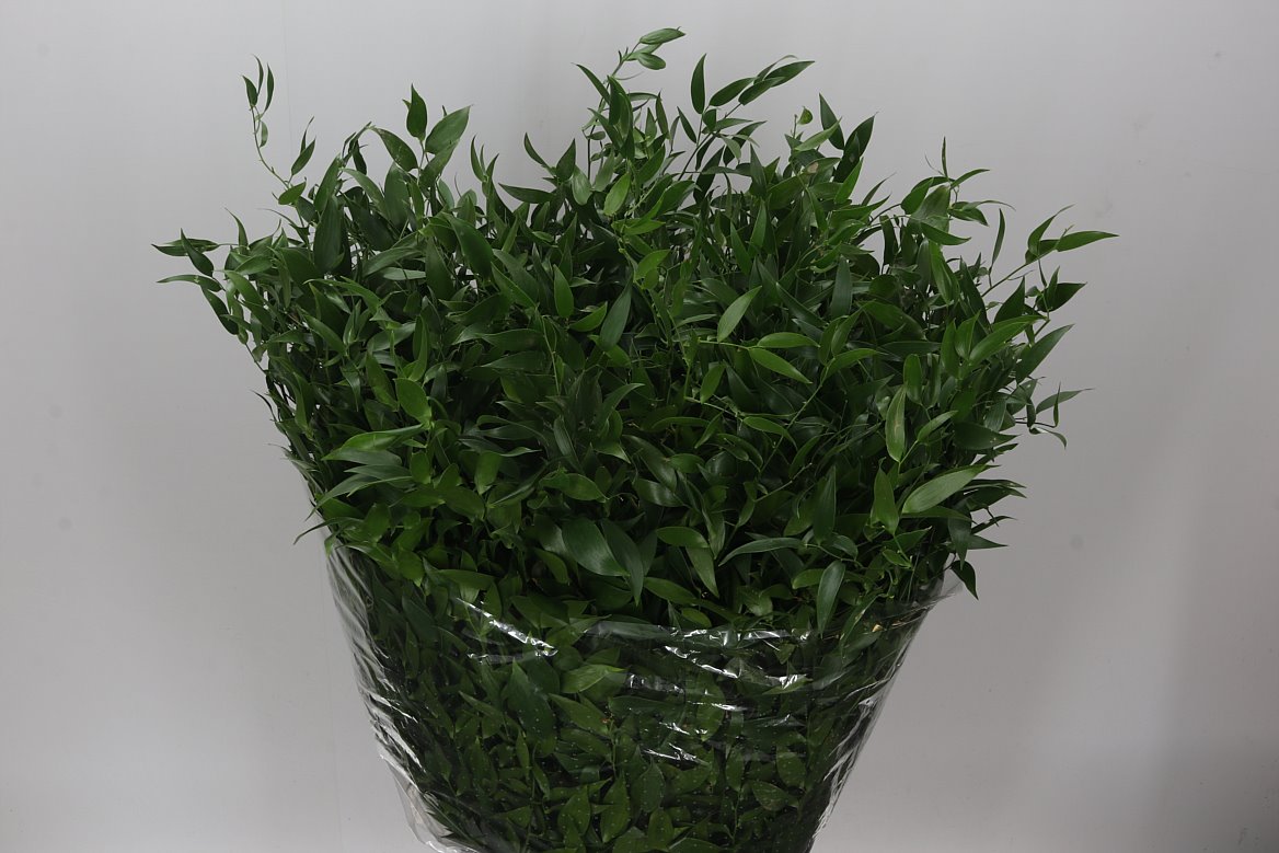 Ruscus Soft Medium