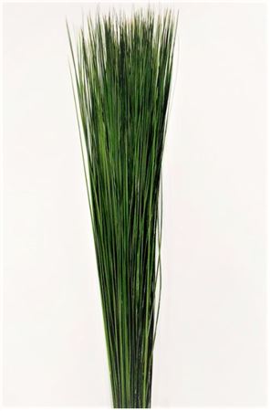 Steelgrass