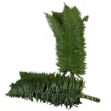 Swordfern