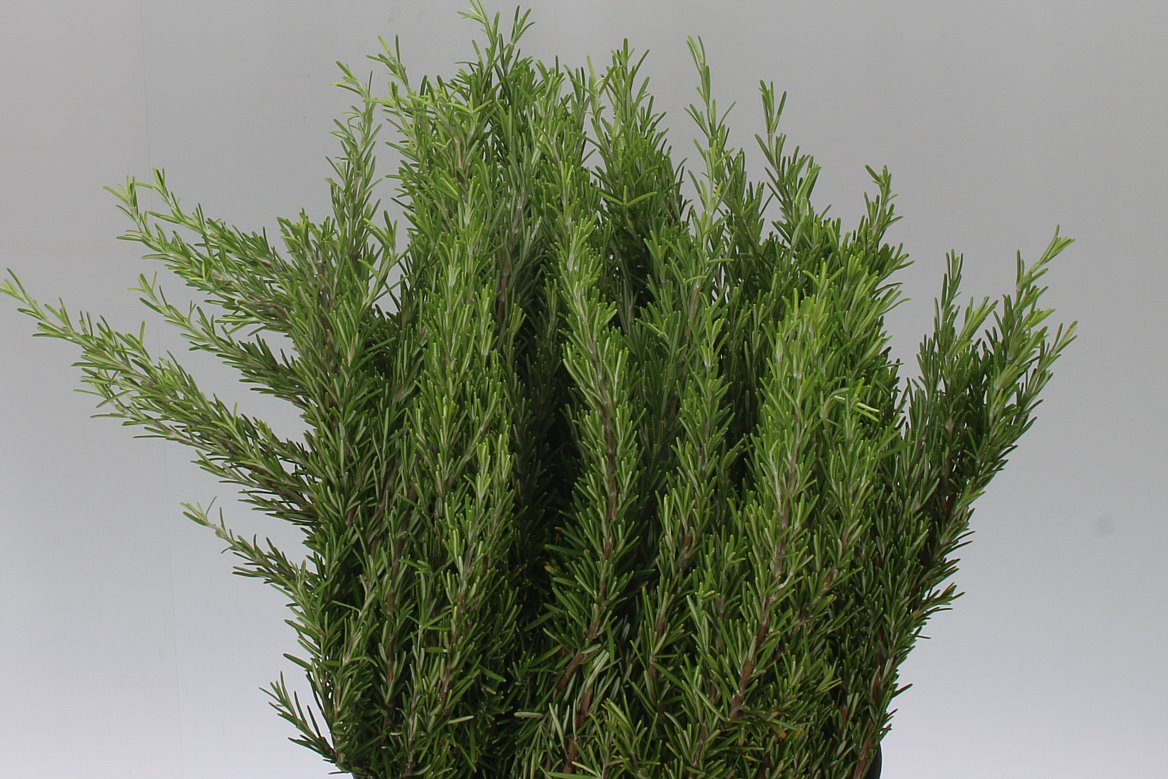 Rosemary