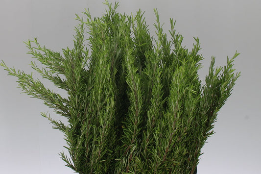 Rosemary