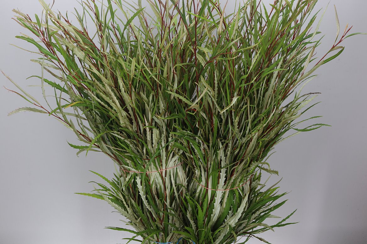Grevilea Green