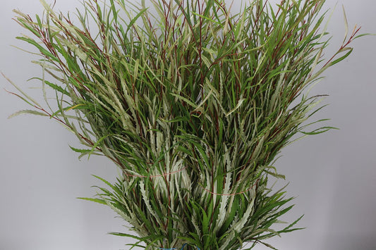 Grevilea Green