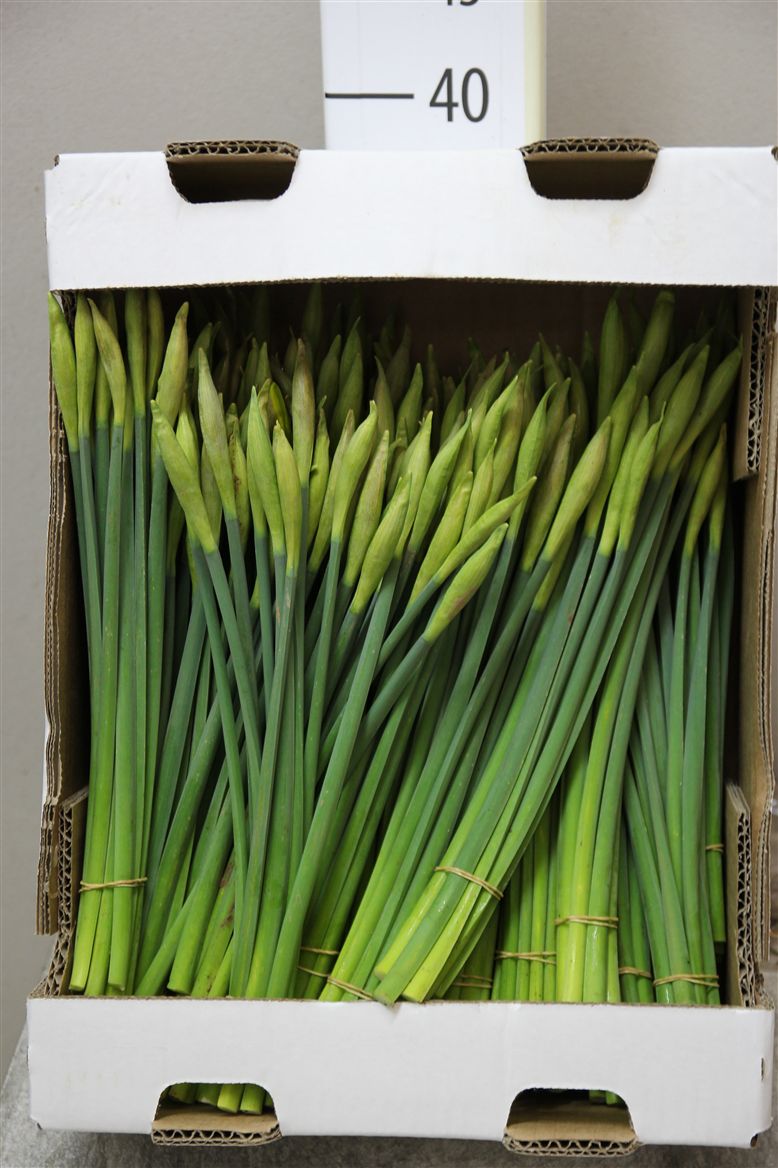 Narcissus Bunches Dutch Master