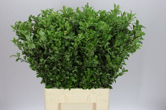 Pitto Fine Green Long