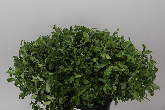 Pitto Bunch Green