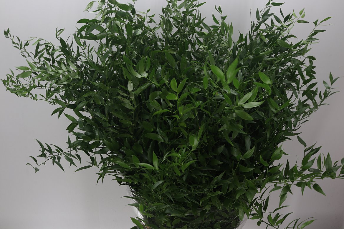 Ruscus Soft Long