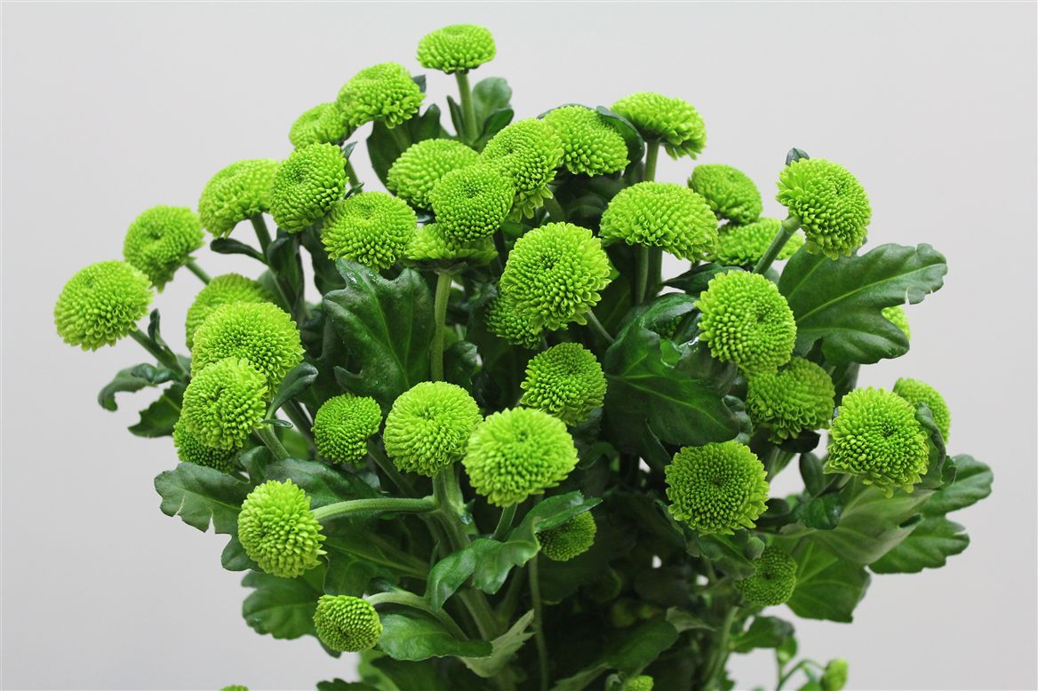 Chr T Feeling Green