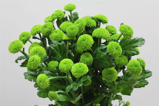 Chr T Feeling Green