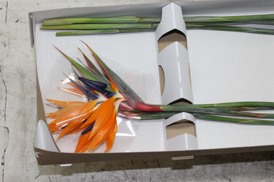 Strelitzia Flower