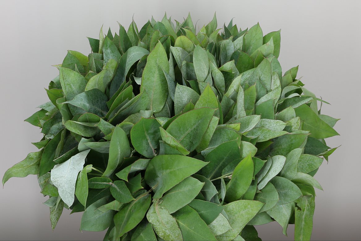 Robusta