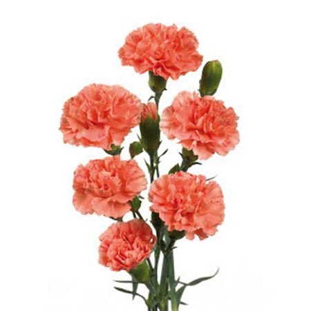 Carn. Spray Orange