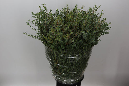 Parvifolia 400gr