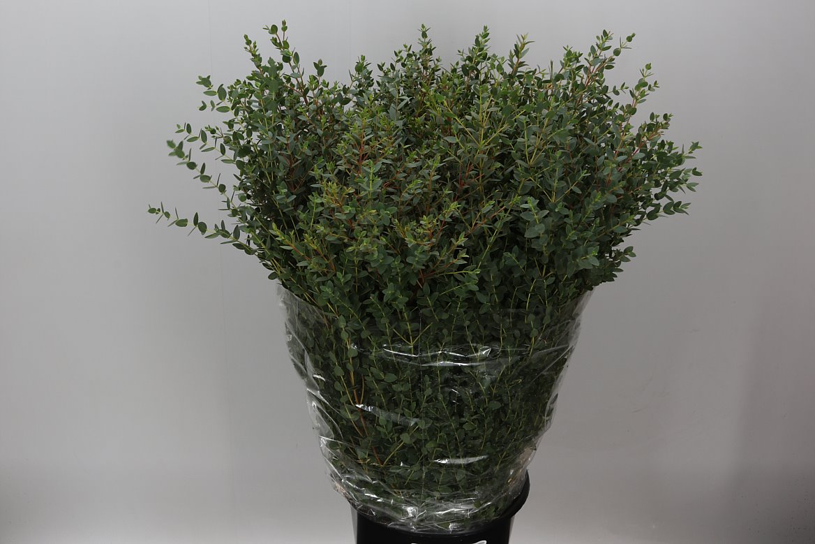 Parvifolia 400gr
