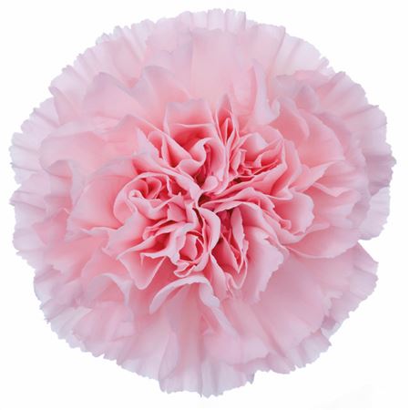 Carn. Pale Pink