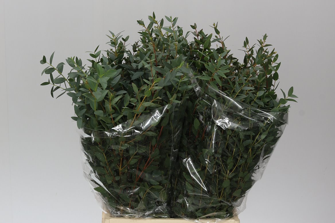 Parvifolia Short