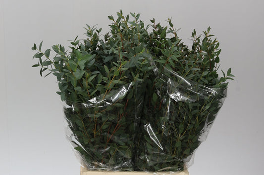 Parvifolia Short