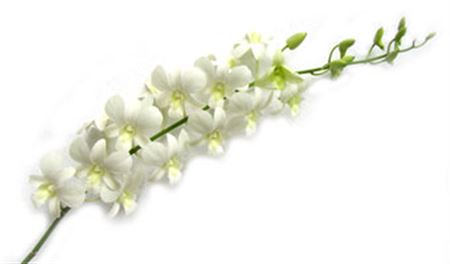 Dendrobium White