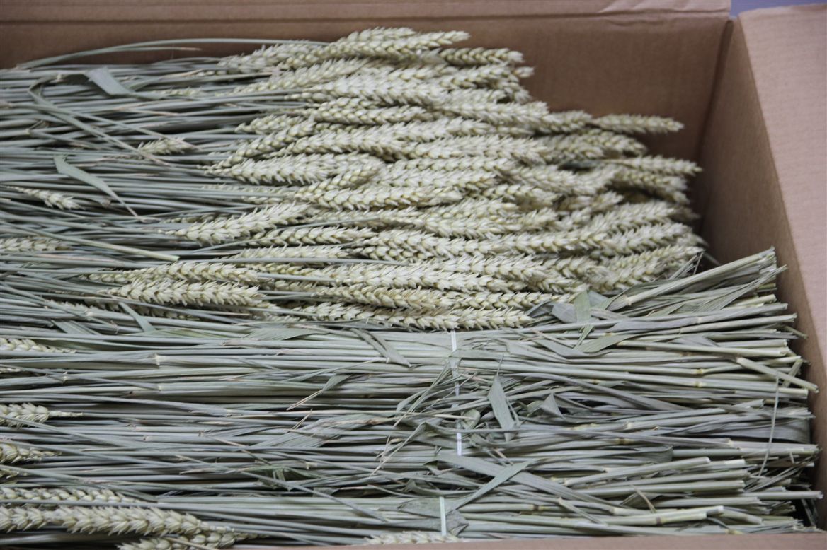 Dried Wheat Naturel