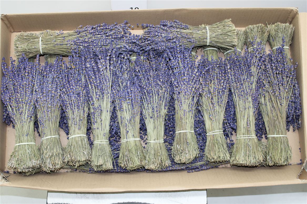 Dried Lavendel Bunch