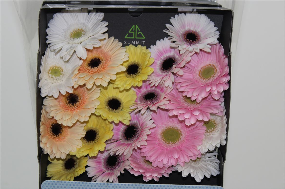 Germ D Mixed Pastel