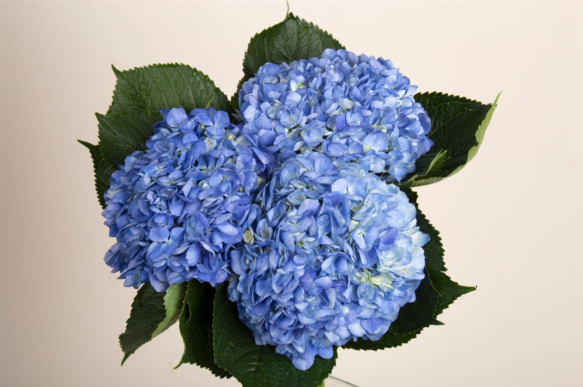 Hydr. Col. Blue