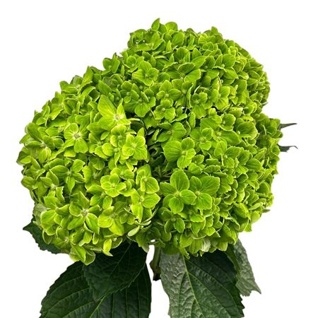 Hydr. Col. Emerald Green