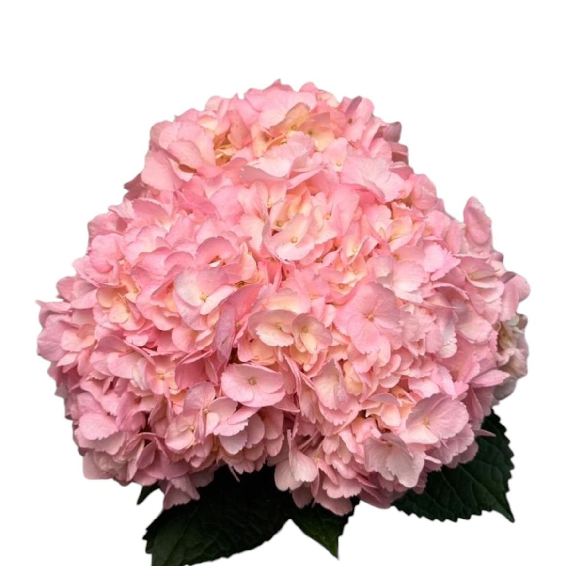 Hydr. Col. Delicate Pink