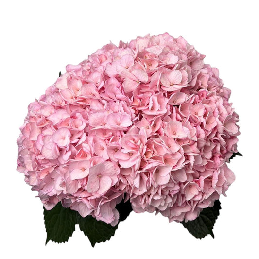 Hydr. Col. Pale Pink