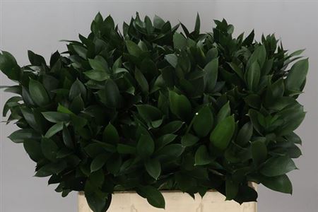 Ruscus Hard