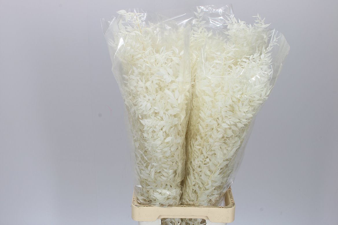 Dried Ruscus Bleached