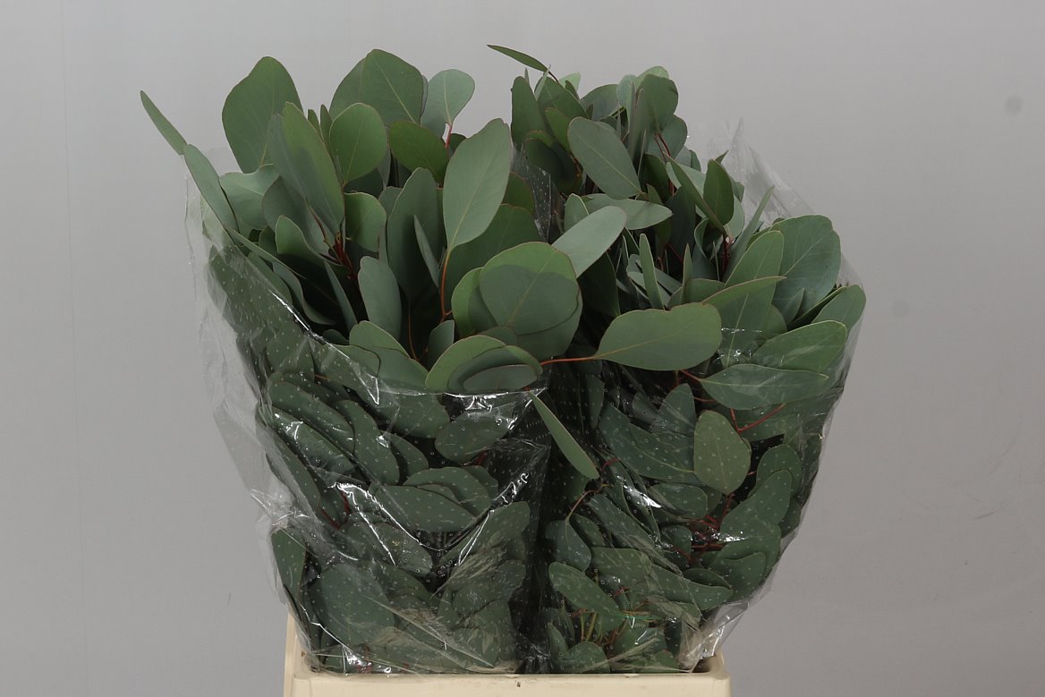 Populus Leaf Short