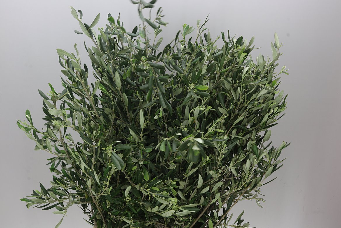Olive Long