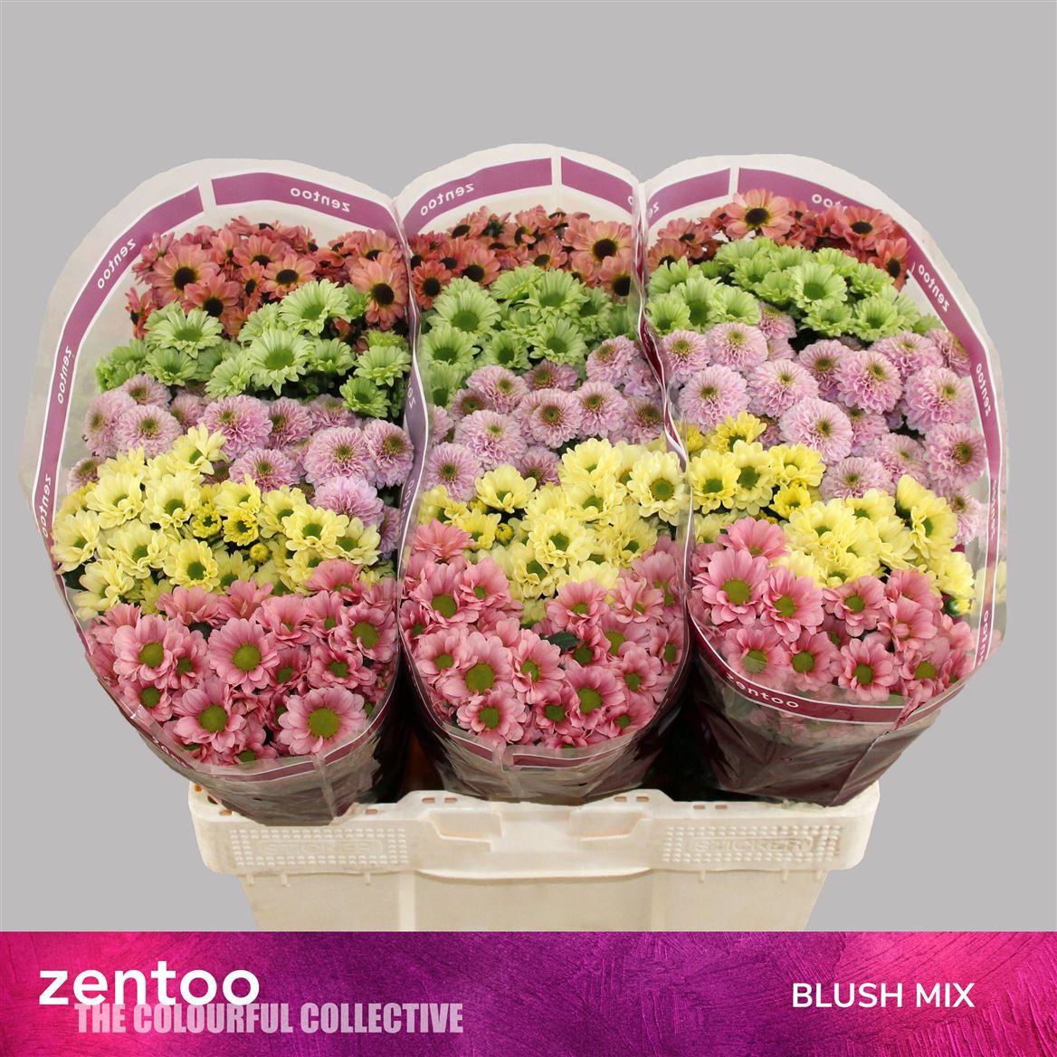 Chr San Blush Mix