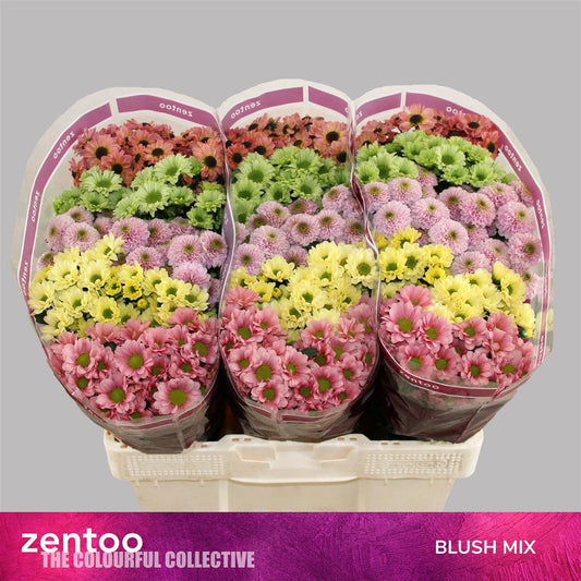 Chr San Blush Mix