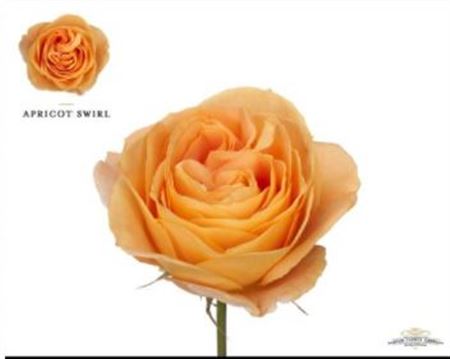 Rosa Gr Gar Scented Apricot Swirl