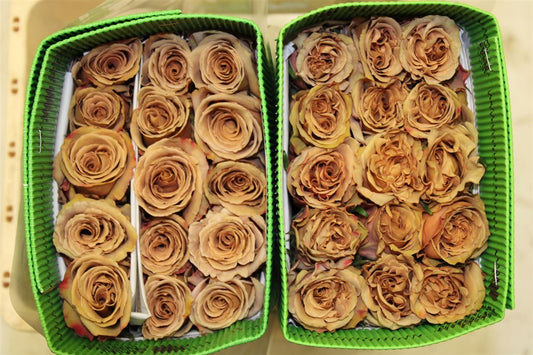 Rosa Gr Ec Toffee