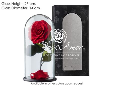 Rosa Pres. Dome Aurora Red